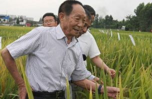 袁隆平，1930年9月生于北京，江西省九江市德安县人，中国杂交水稻育种专家，中国研究与发展杂交水稻的开创者，被誉为“世界杂交水稻之父”。 1953年毕业于西南农学院，1995年被选为中国工程院院士，1999年中国科学院北京天文台施密特CCD小行星项目组发现的一颗小行星被命名为袁隆平星，2000年度获得国家最高科学技术奖，2006年4月当选美国国家科学院外籍院士，2010年荣获澳门