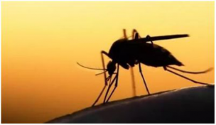 大家都知道，蚊子能传播登革热、寨卡病毒、流行性乙型脑炎等多种疾病。 秋季是蚊子的繁殖季节，雌蚊子要吸食大量的血液，促进其卵巢发育，繁衍后代，此外，蚊子也要为越冬积蓄能量，这就是秋蚊子特别 “凶猛”的原因之一。秋天比较常见的是白纹伊蚊、三带喙库蚊，被这两种蚊子咬上一口，立即能起一个红包，而且一抓就是一片，奇痒无比，所以人们将它们称为“毒蚊
