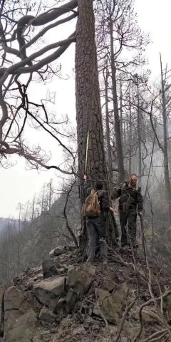4月5日消息，4月5日下午，记者从四川省森林公安局和凉山州森林公安局了解到，经过森林公安部门侦查后确认，木里森林大火的起火点和雷击树木均已找到，确认为雷击火。 着火点是一棵云南松，位于山脊上，树龄八十年。